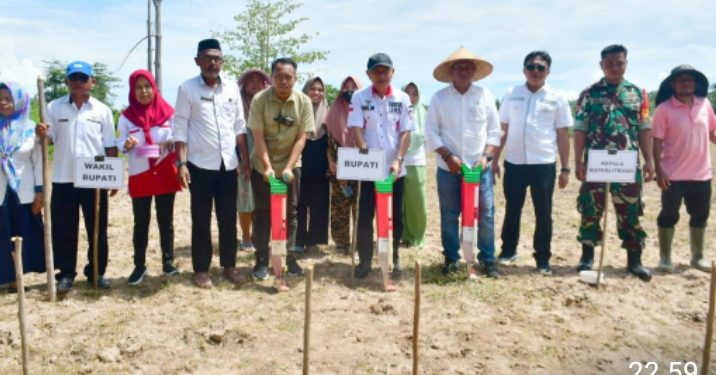 Penanaman Padi Gogo Kembali Digelar di Kecamatan Paguat