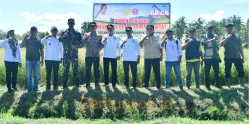 Lahan Tidur Jadi Produktif, Bupati Pohuwato Pimpin Panen Perdana Padi di Randangan