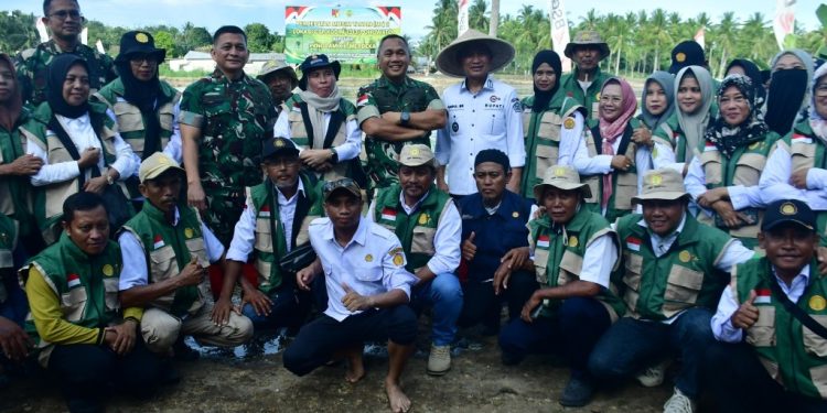Bupati Saipul dan Pangdam XIII/Merdeka Tanam Padi di Cetak Sawah Motolohu
